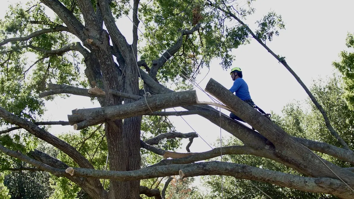 Professional Crown Thinning performed by certified arborists in Fontanet