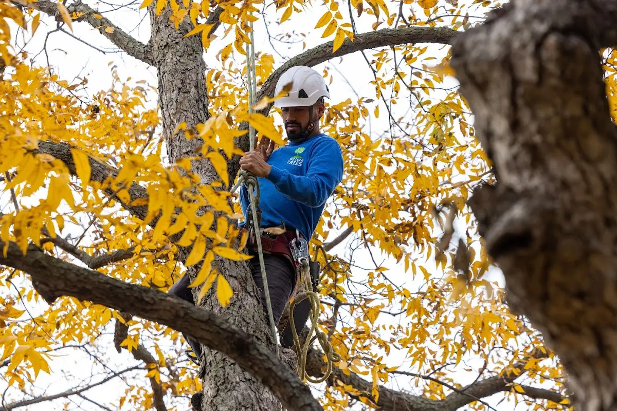 Skilled Tree Planing crew working in Fontanet
